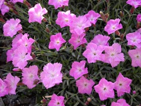 Dianthus gratianopolitanus ' la Bourboule'